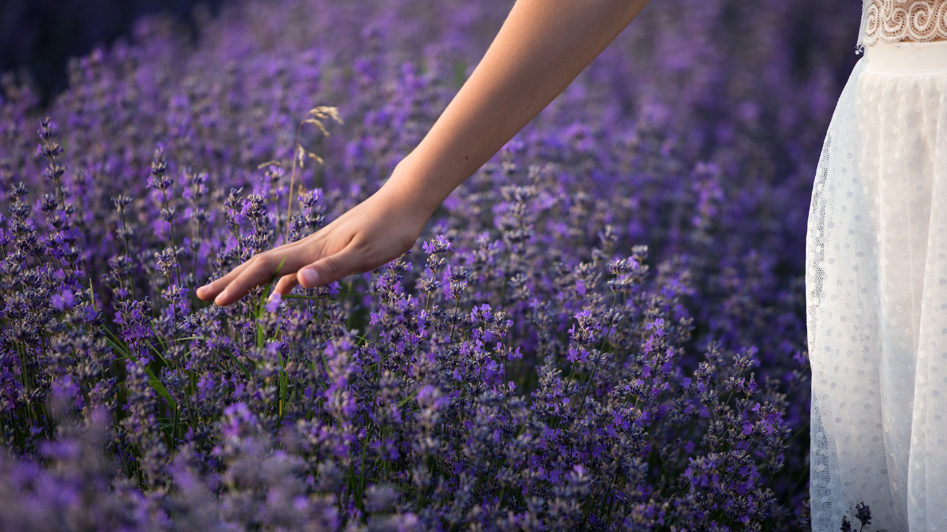 Hand touching lavender flowers in a field