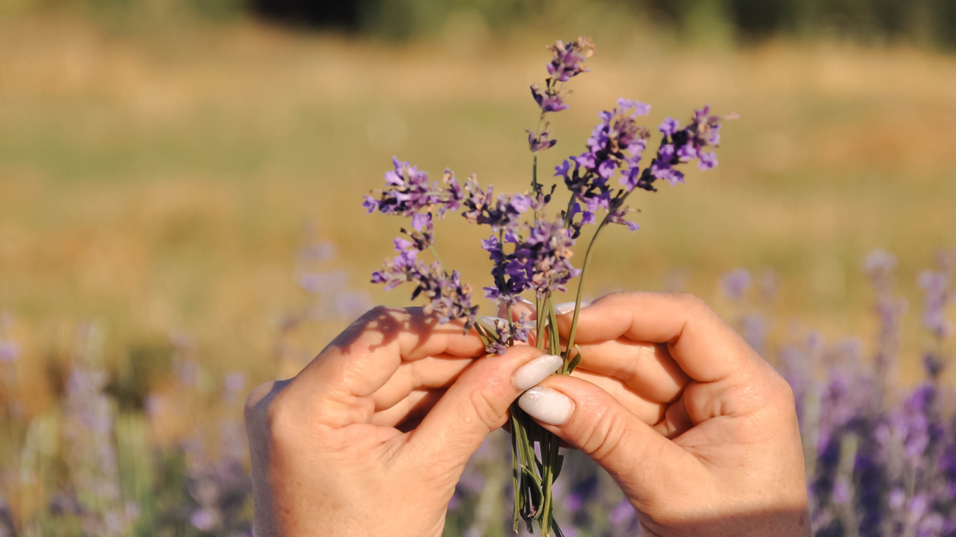 Hands holding a bundle of lavender flowers with a blurred natural background